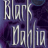 BLACK DAHLIA